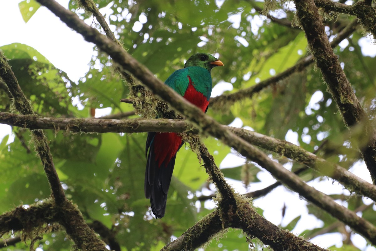 Quetzal doré - ML647697766