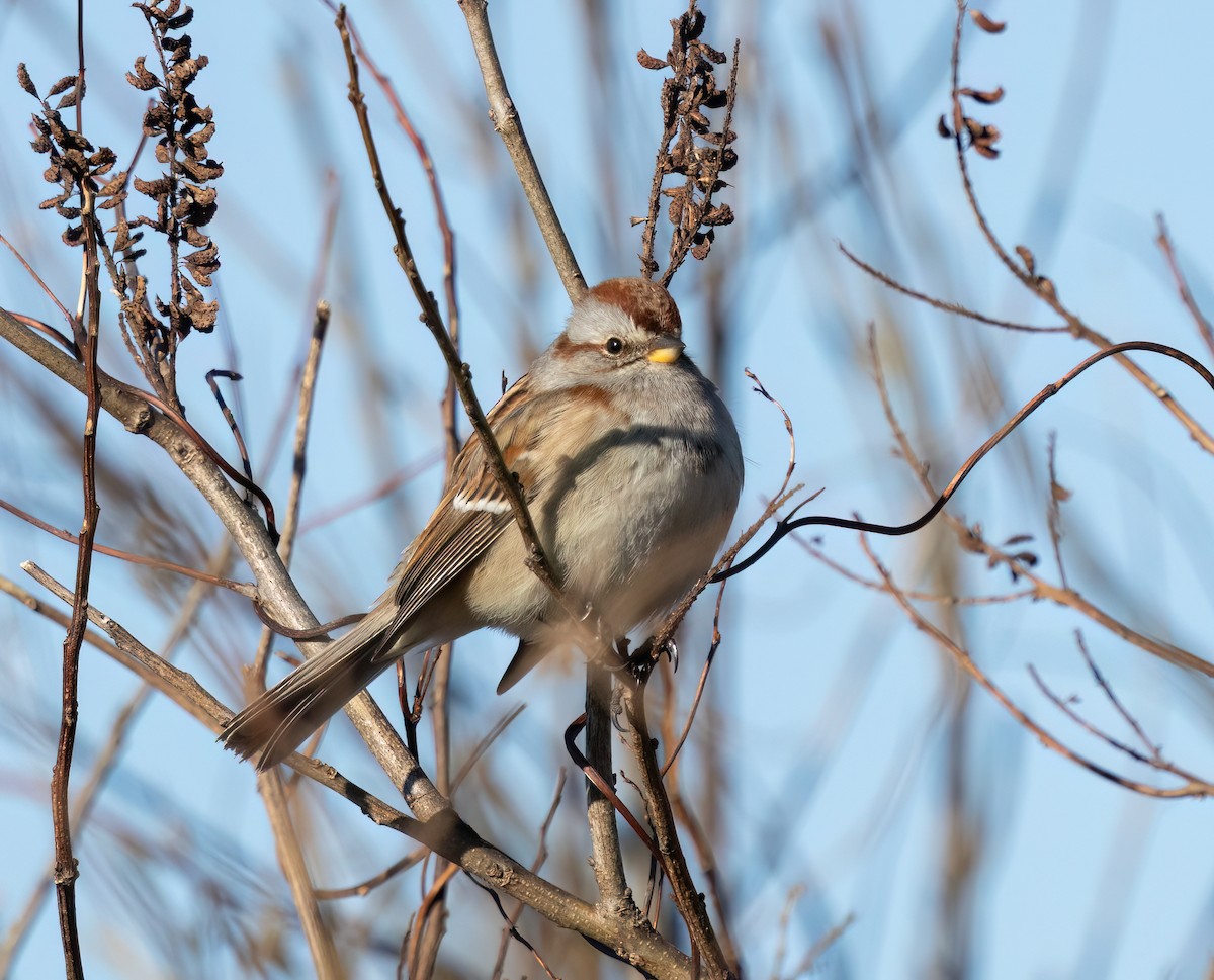 American Tree Sparrow - ML647697791