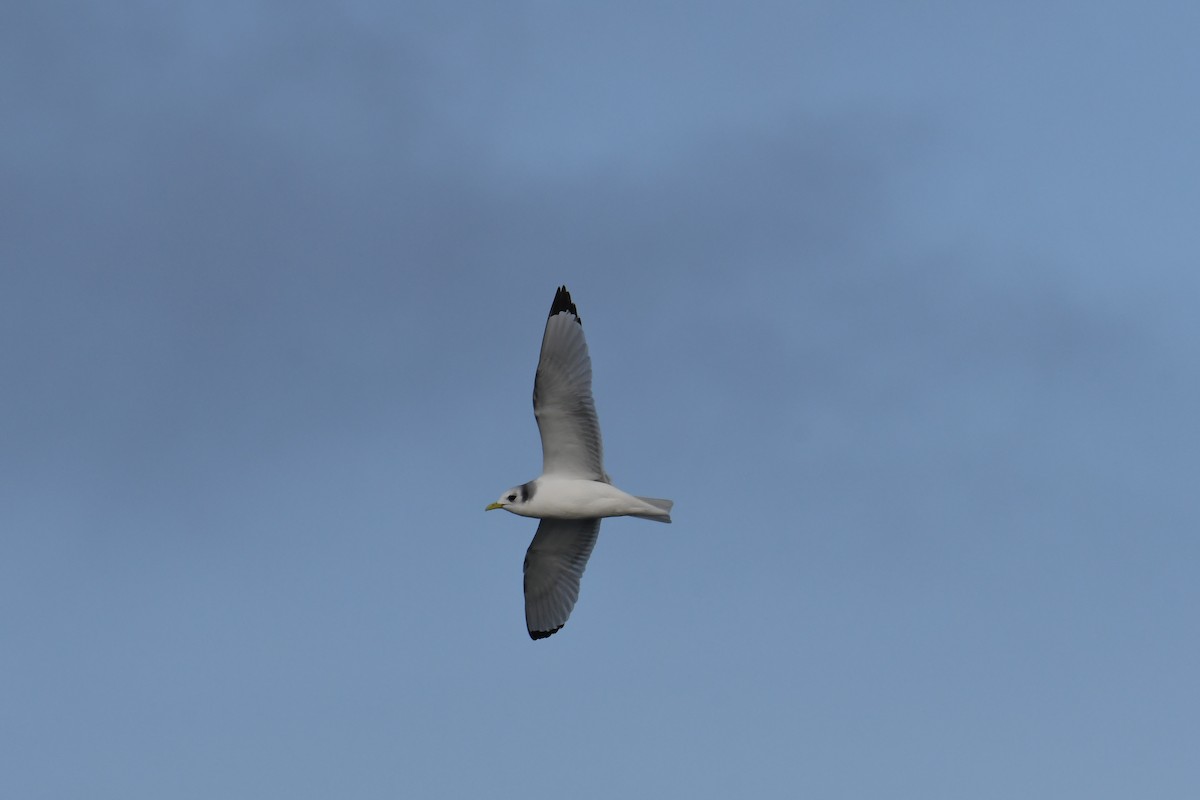 Black-legged Kittiwake - ML647697793