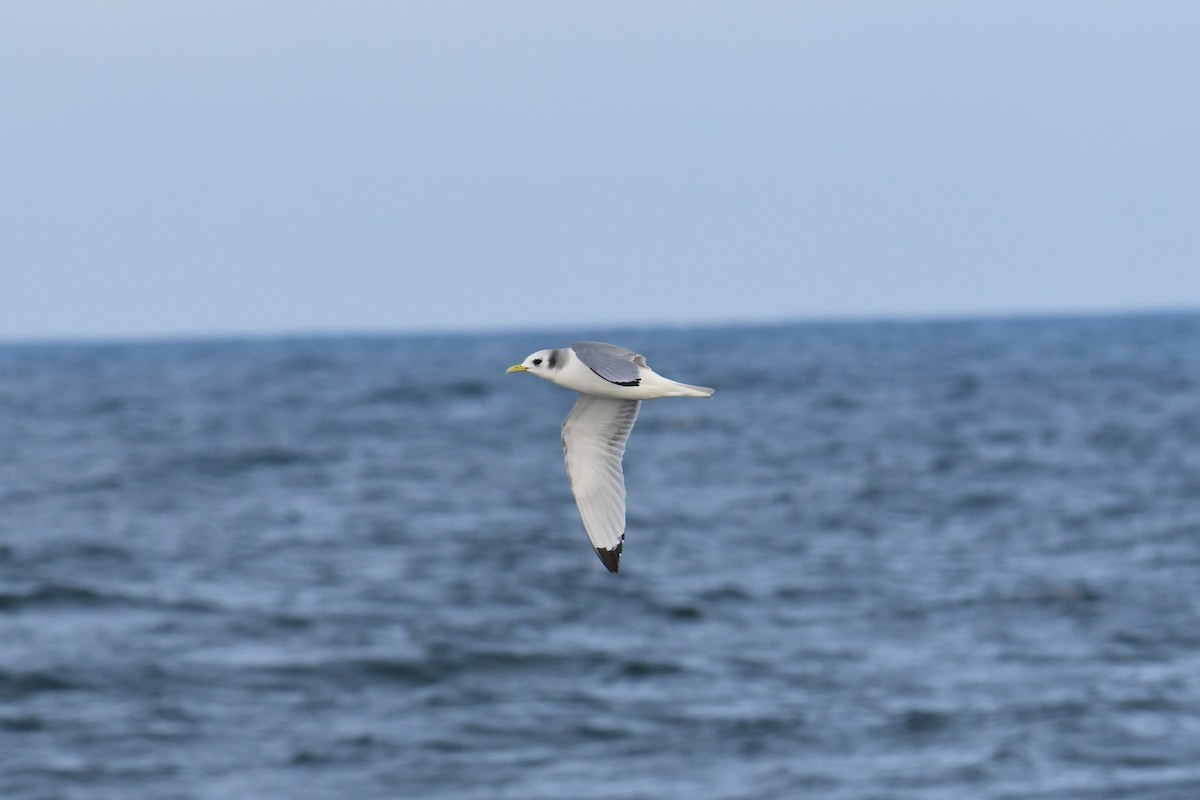Black-legged Kittiwake - ML647697794