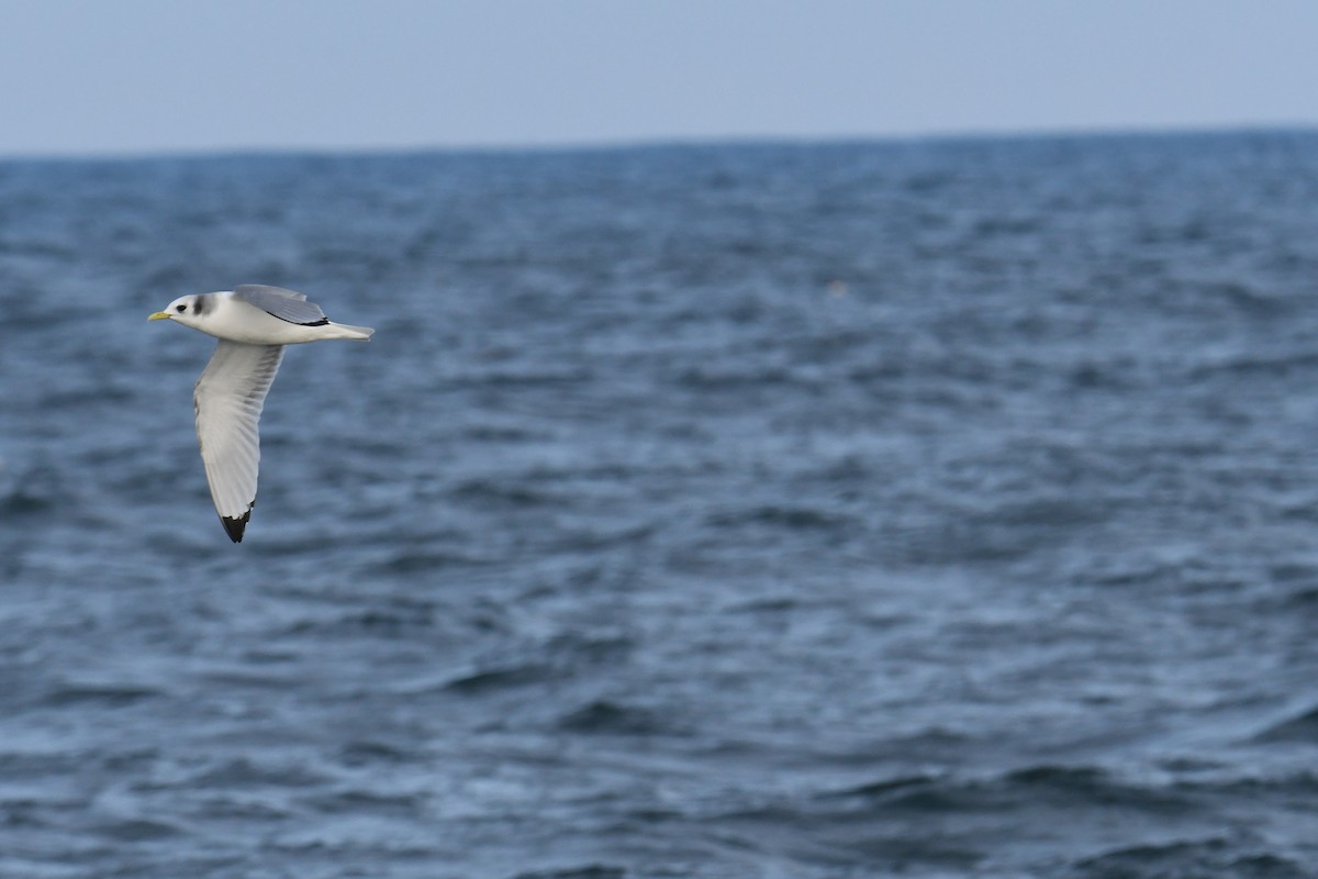Black-legged Kittiwake - ML647697795