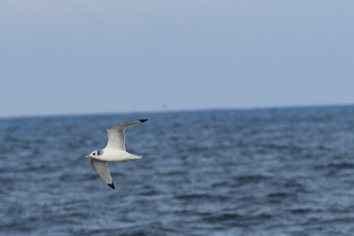 Black-legged Kittiwake - ML647697796