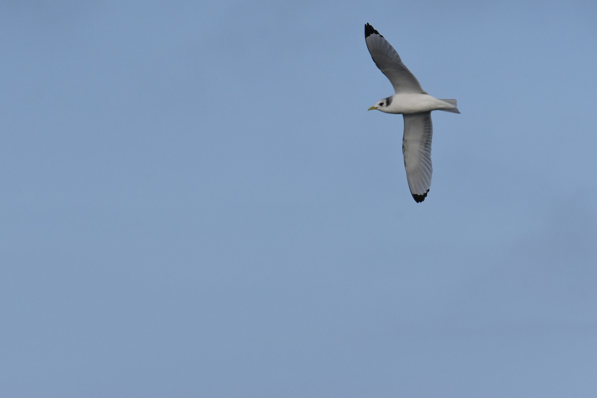 Black-legged Kittiwake - ML647697797