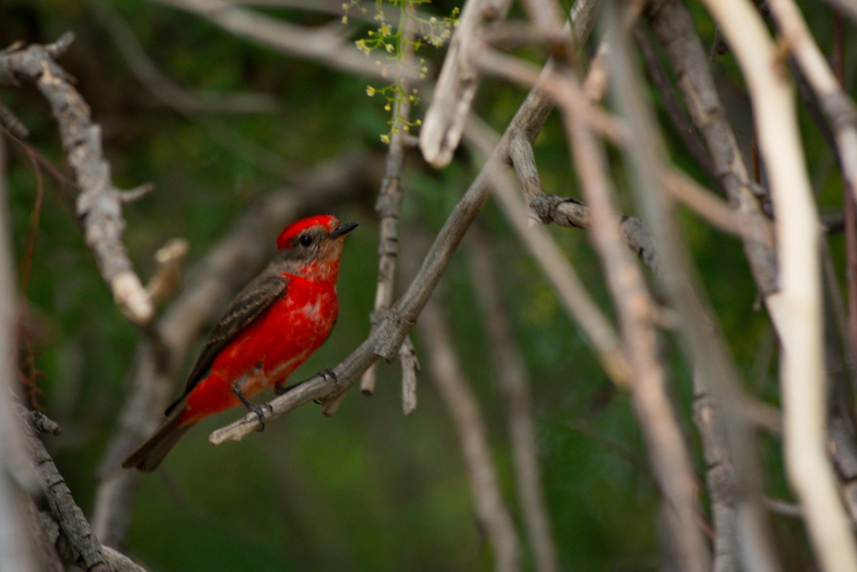 Vermilion Flycatcher - ML647697827