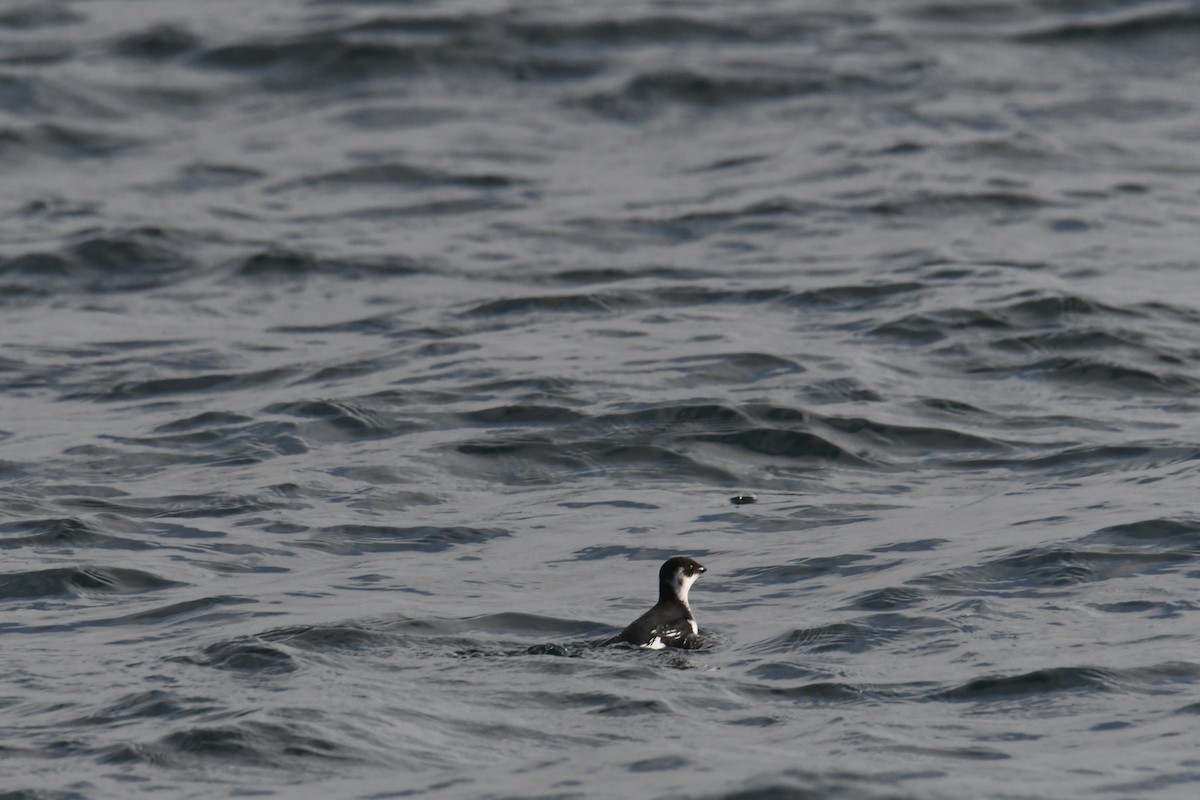 Pottorro txikia - ML647697844