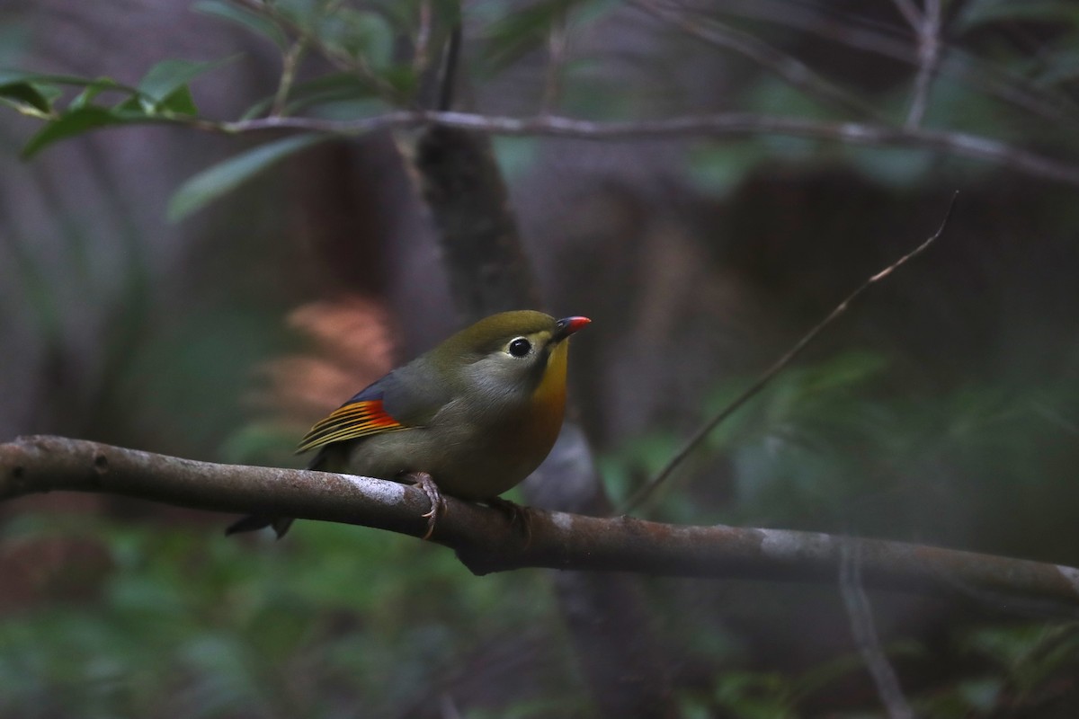 Мезія жовтогорла - ML647697858