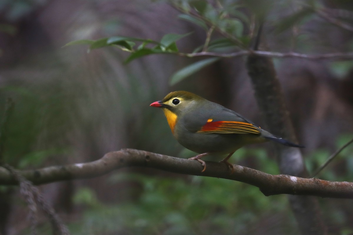 Мезія жовтогорла - ML647697859