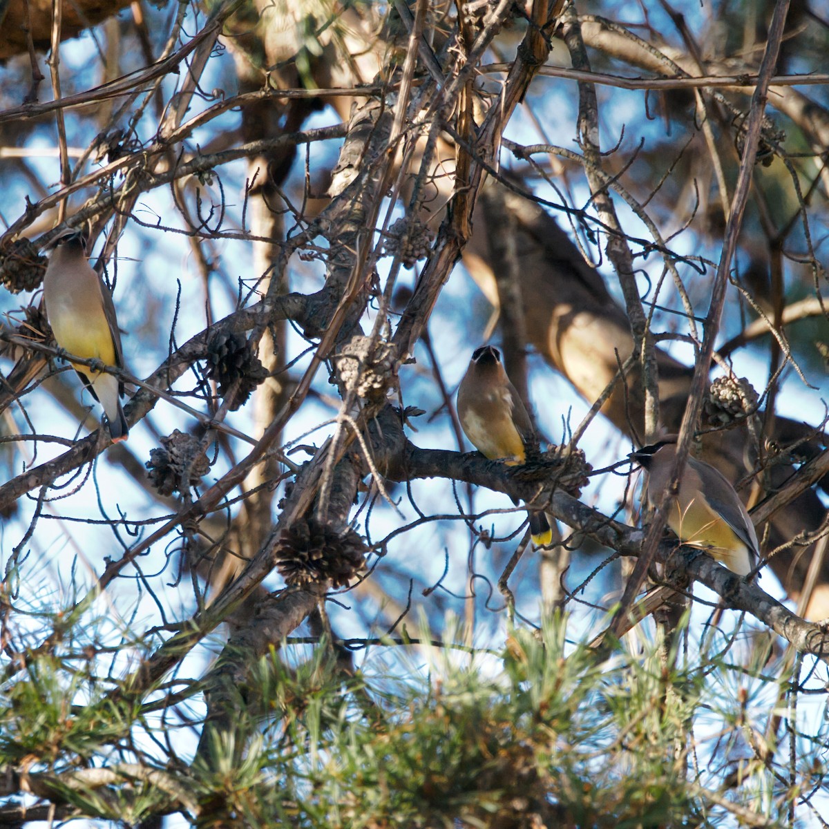 Cedar Waxwing - ML647697864