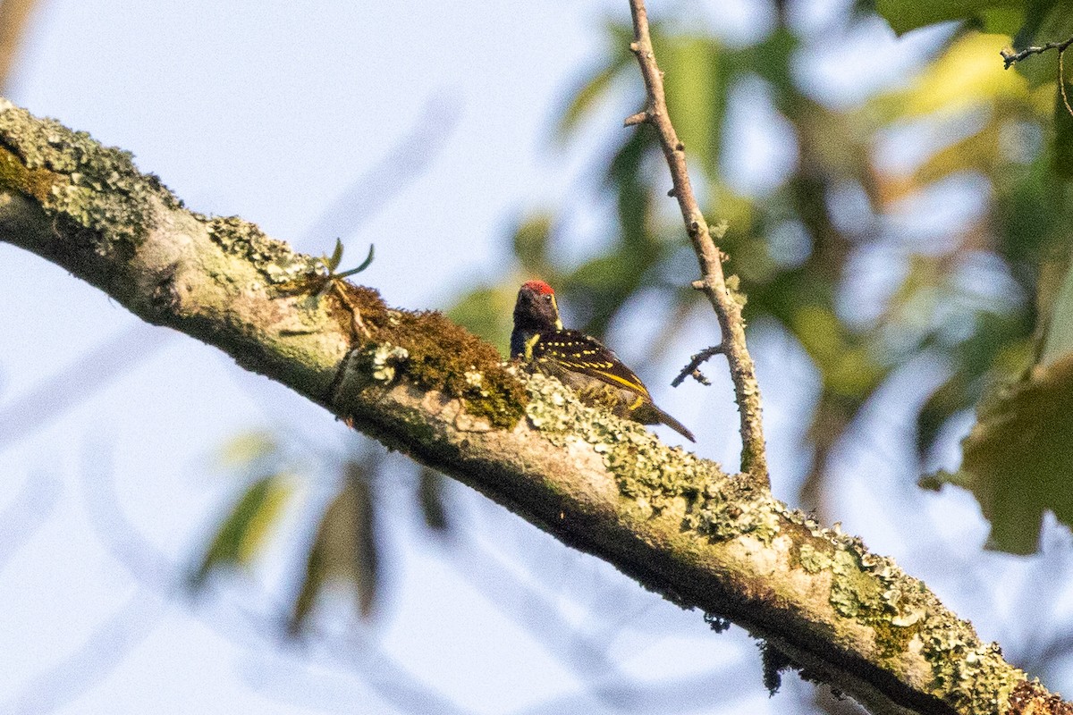 Yellow-spotted Barbet - ML647697865