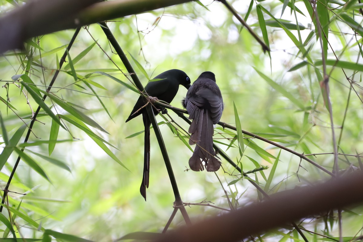 Racket-tailed Treepie - ML647697866