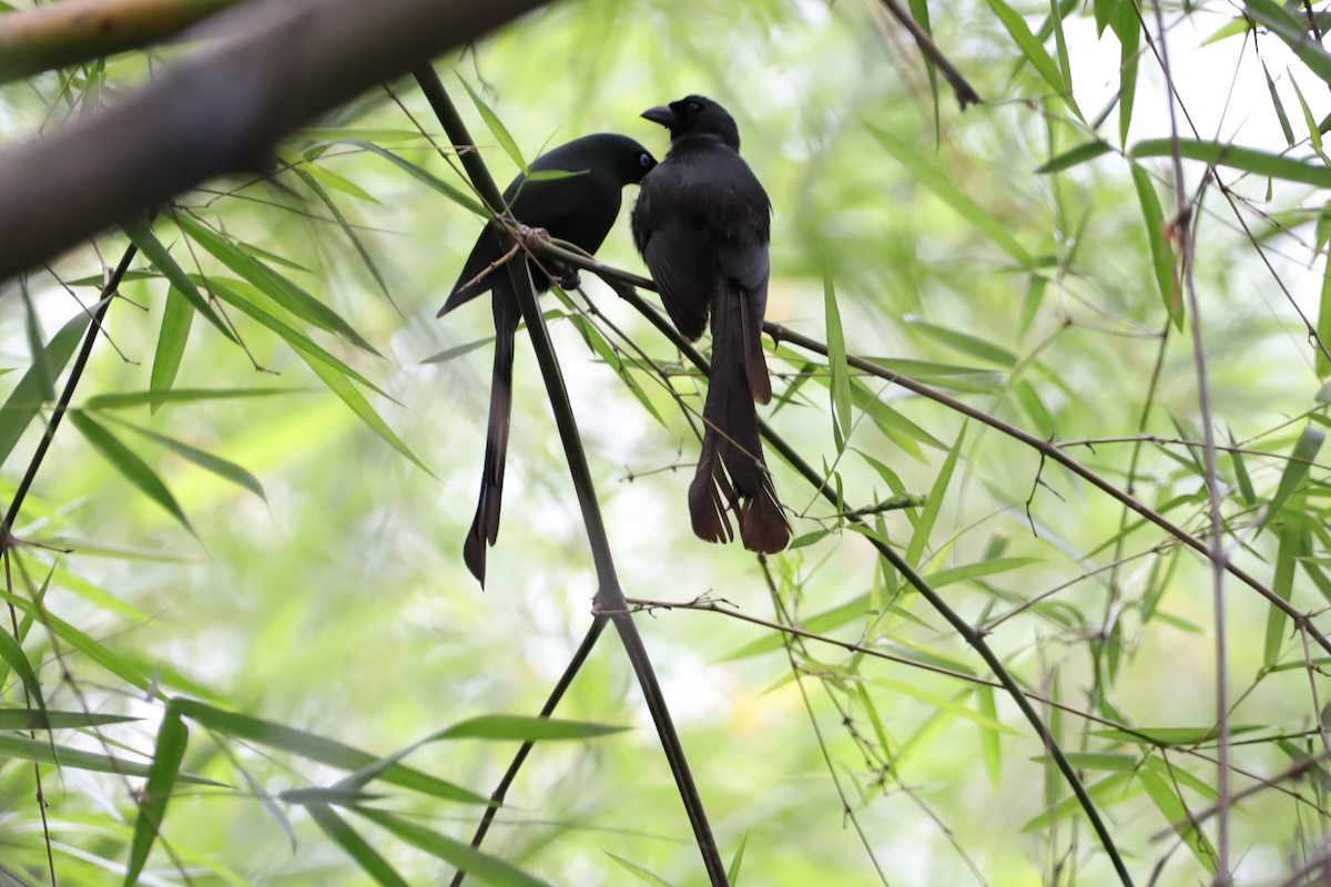 Racket-tailed Treepie - ML647697867