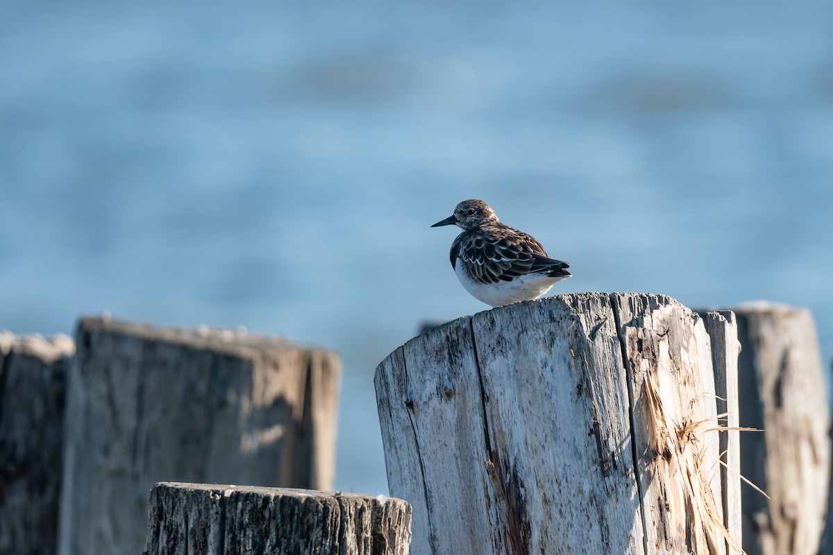 Ruddy Turnstone - ML647697869