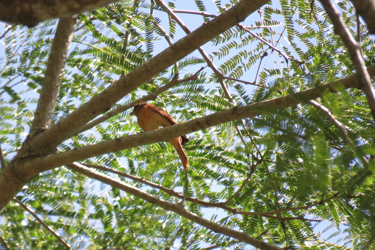 Anambé Castaño - ML647697870