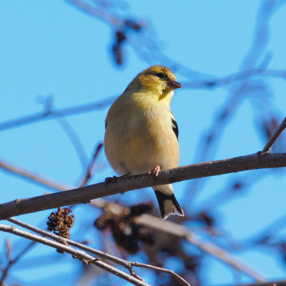 American Goldfinch - ML647697871