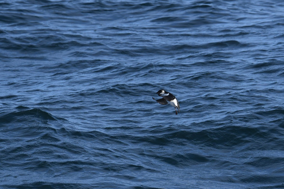 Dovekie - ML647697872