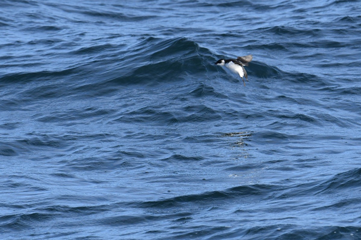 Dovekie - ML647697873