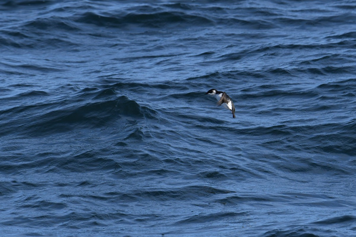 Dovekie - ML647697874