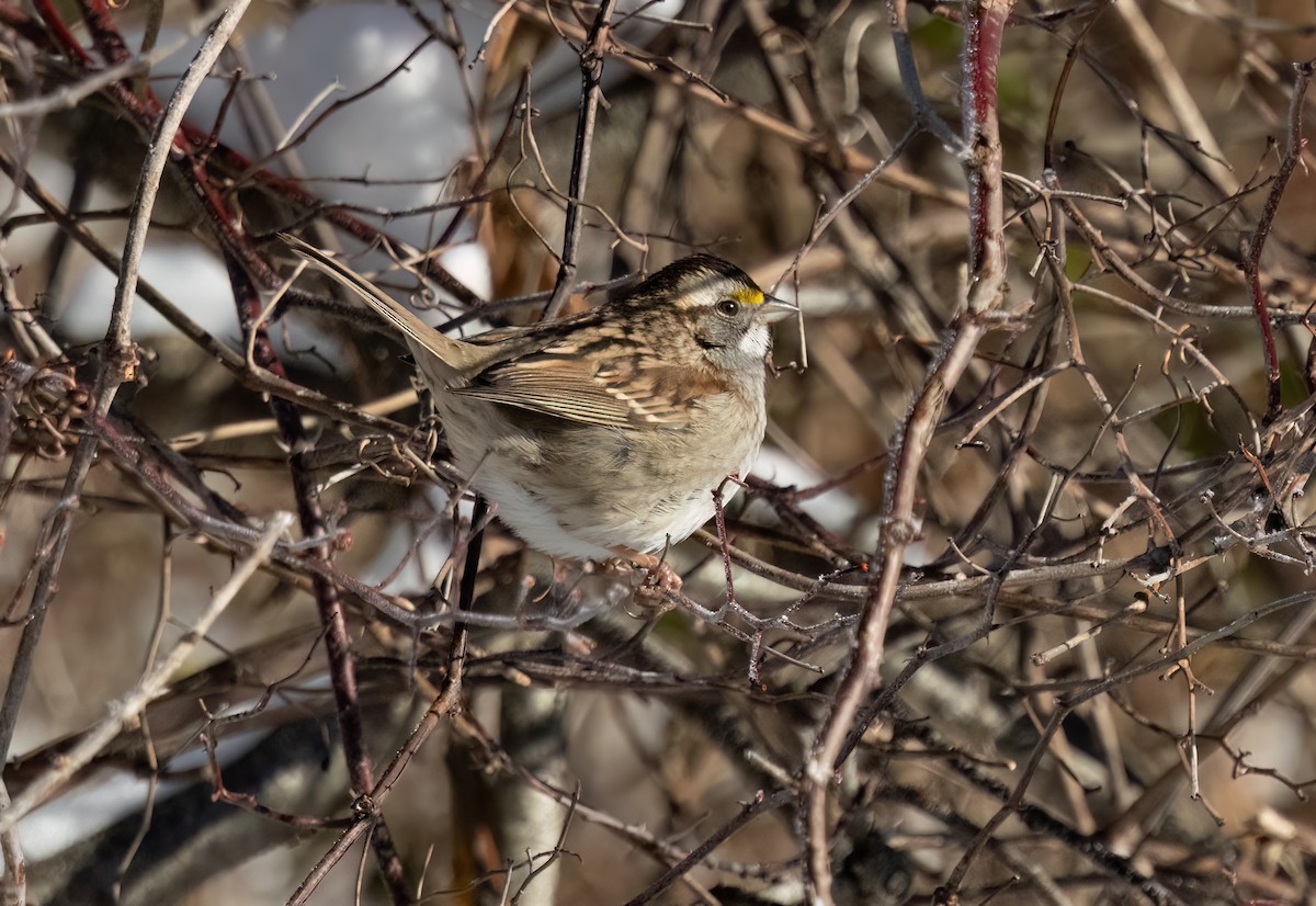 White-throated Sparrow - ML647697875