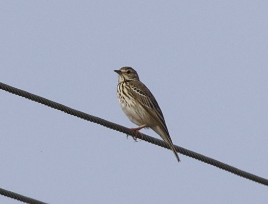Tree Pipit - ML647697876