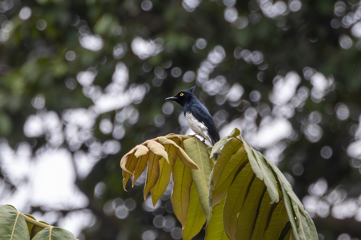 Black-and-white Shrike-flycatcher - ML647697877