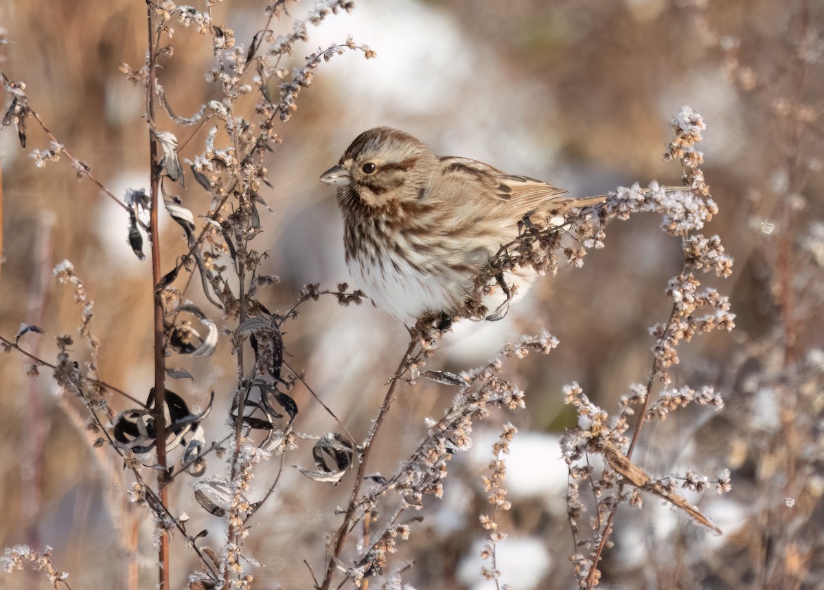 Song Sparrow - ML647697879