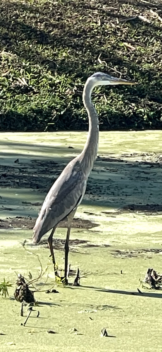 Great Blue Heron - ML647697880