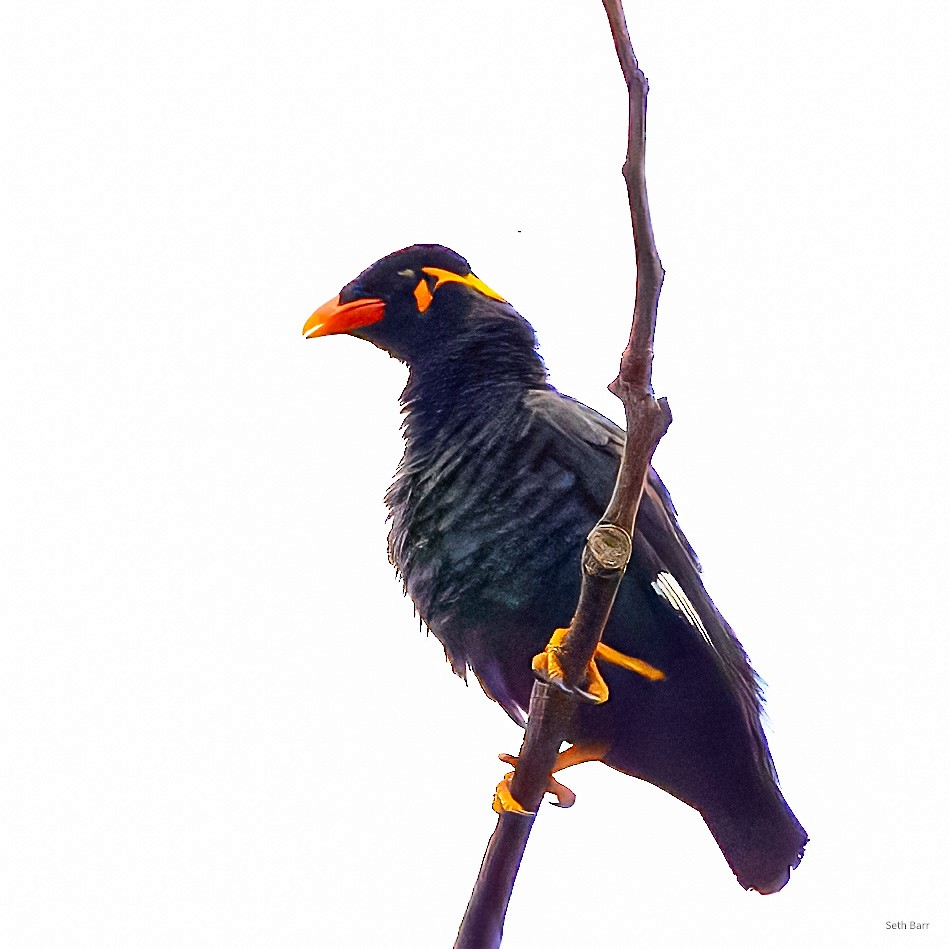 Common Hill Myna (Common) - ML647697884
