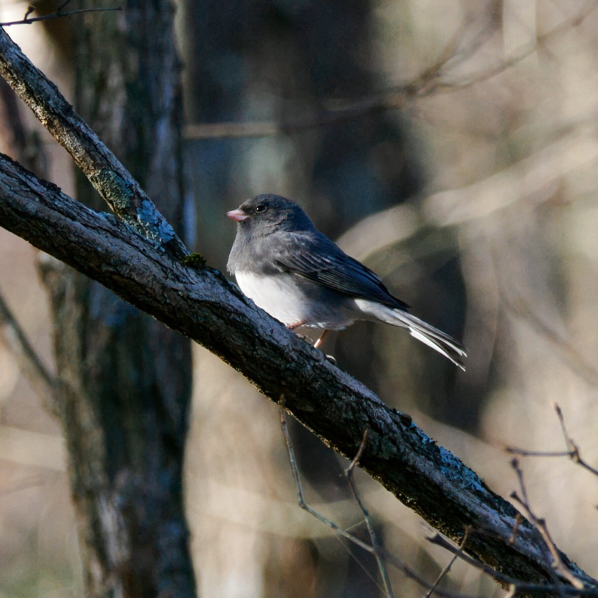 Dark-eyed Junco - ML647697885