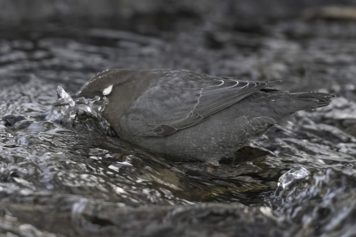 American Dipper - ML647697888