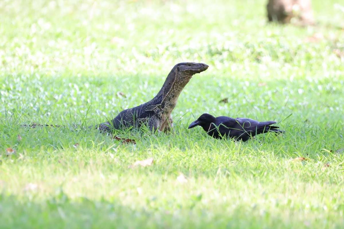 Large-billed Crow (Eastern) - ML647697889
