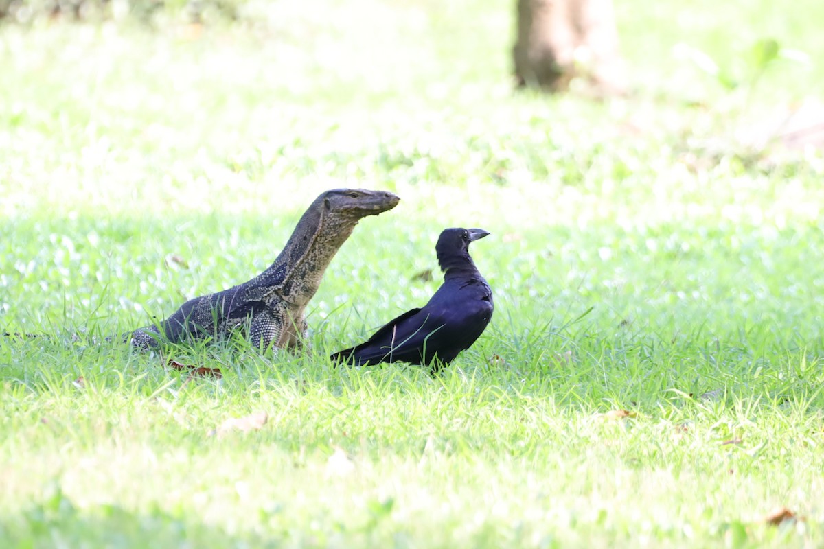 Large-billed Crow (Eastern) - ML647697890