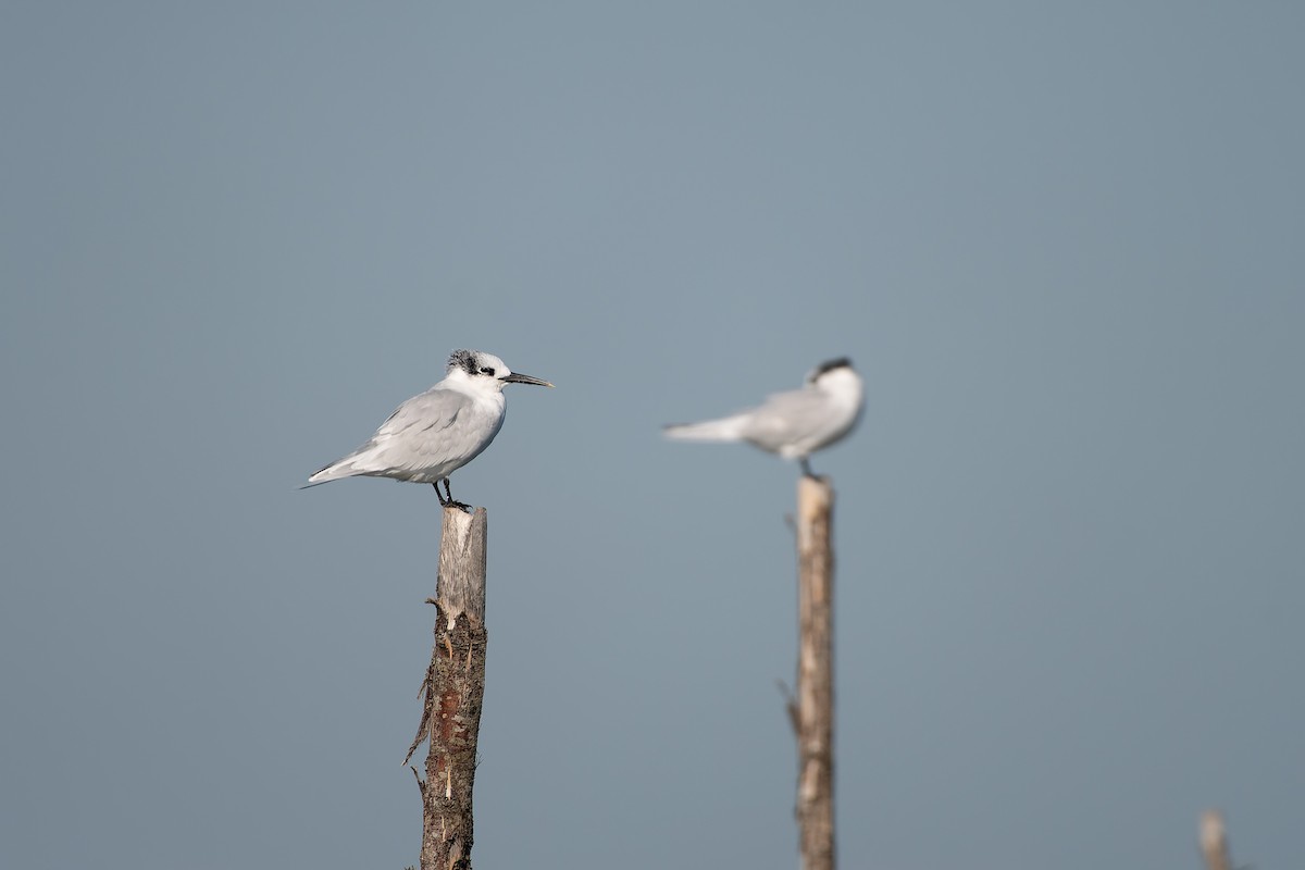 Sandwich Tern (Eurasian) - ML647697891