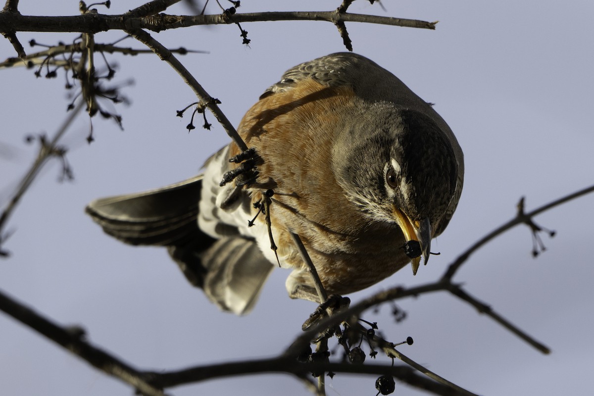 American Robin - ML647697899