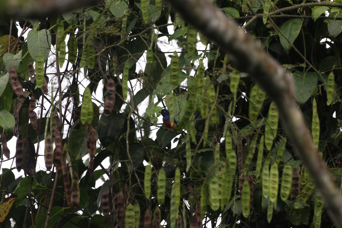 Scarlet-breasted Dacnis - ML647697903