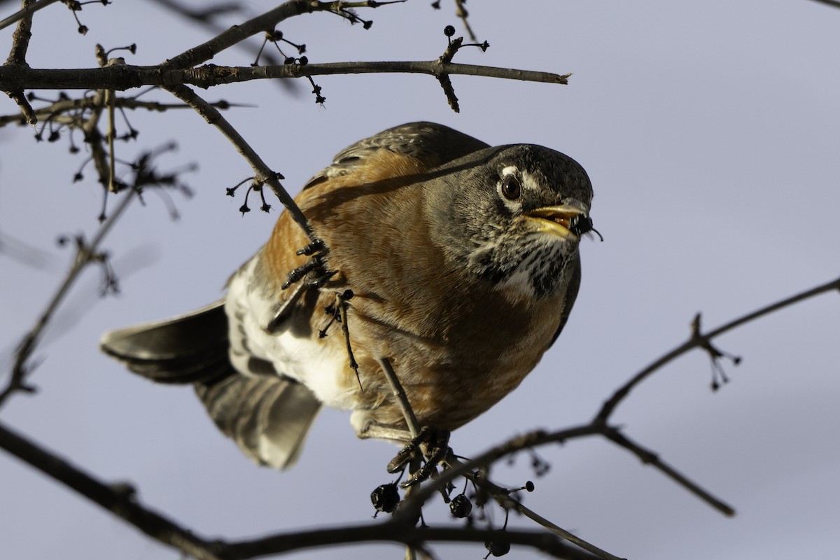 American Robin - ML647697904