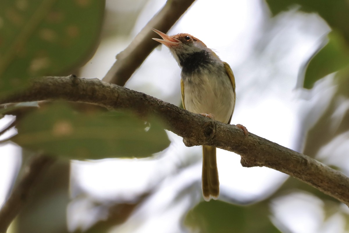 Dark-necked Tailorbird - ML647697905