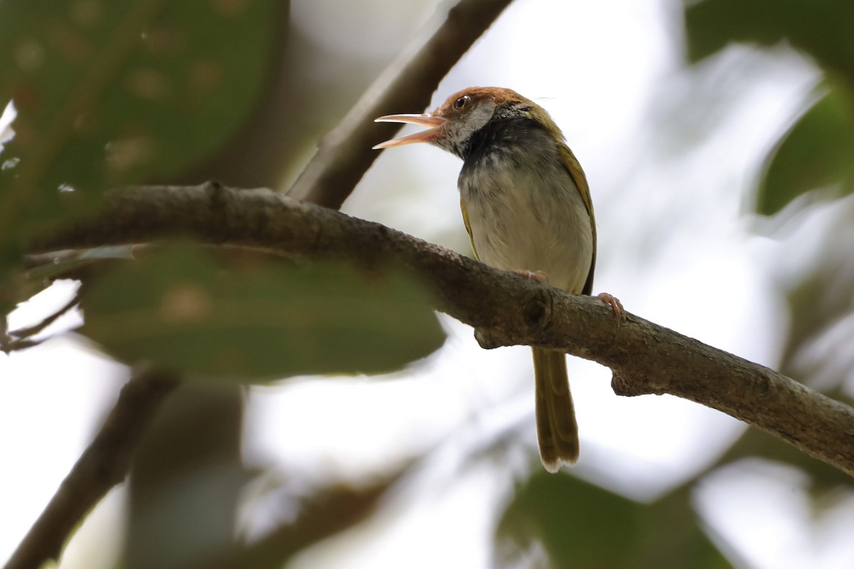 Dark-necked Tailorbird - ML647697906