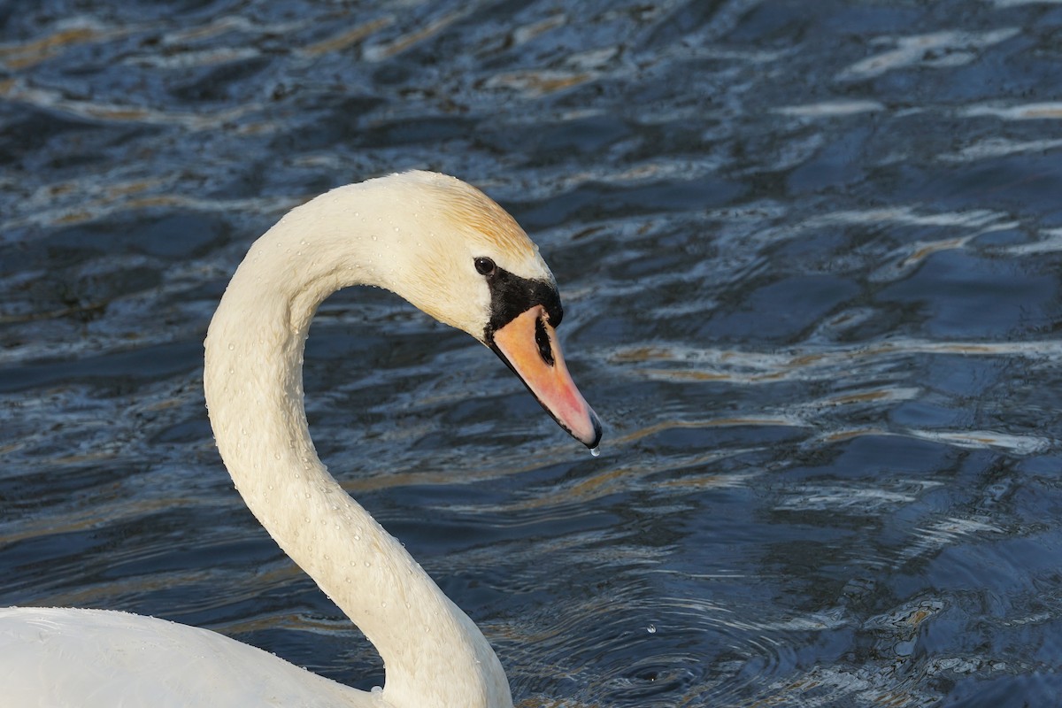 Mute Swan - ML647697909