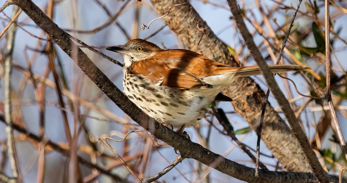 Brown Thrasher - ML647697911