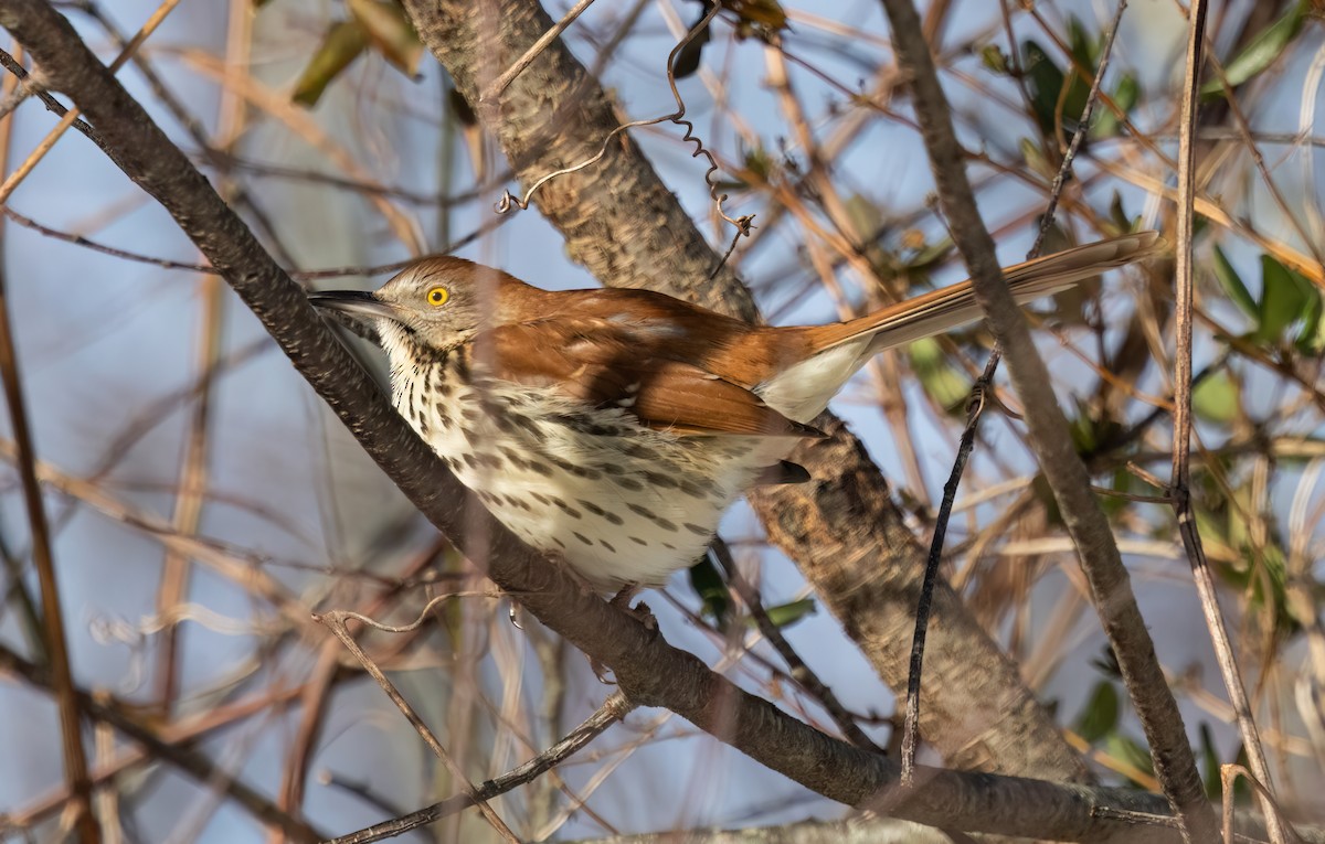 Brown Thrasher - ML647697912