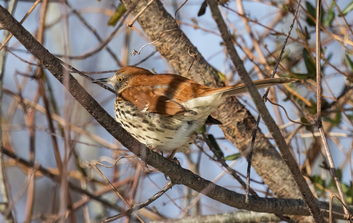Brown Thrasher - ML647697913