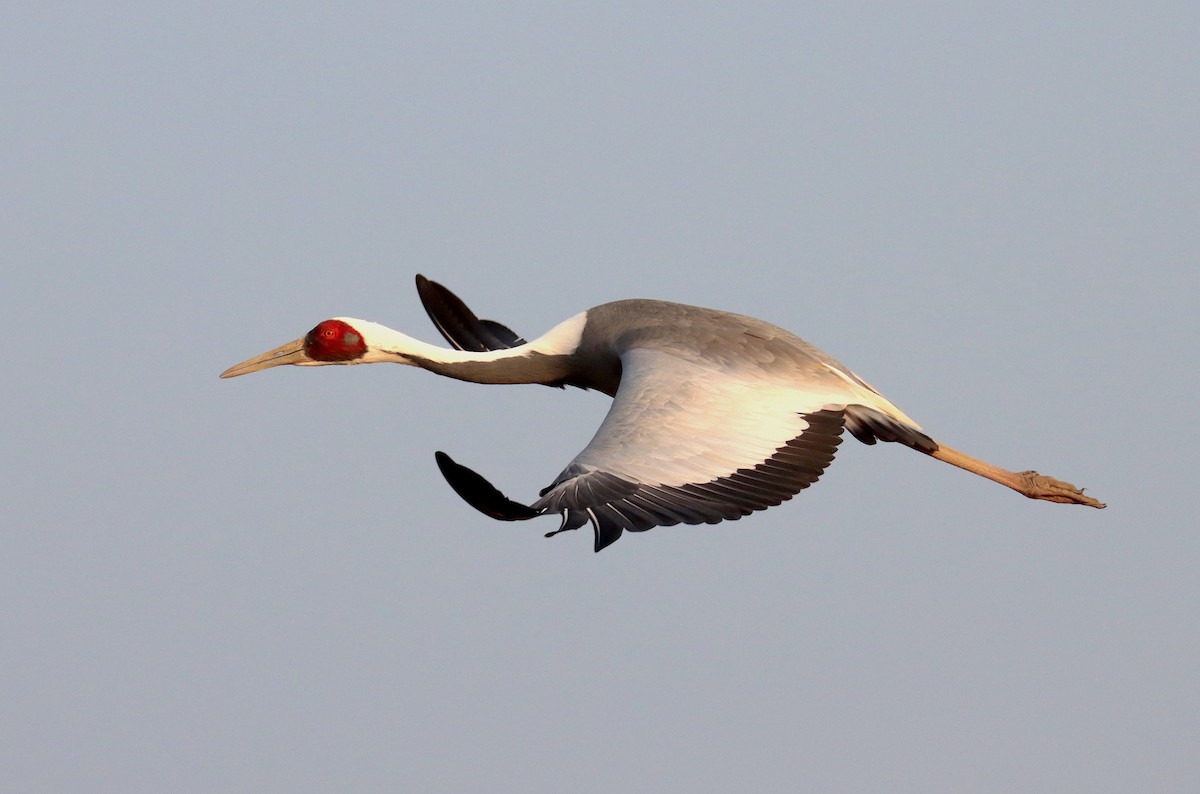 Журавель даурський - ML647697914