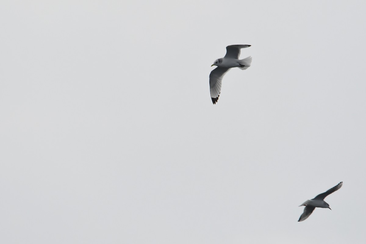 Black-legged Kittiwake - ML647697916