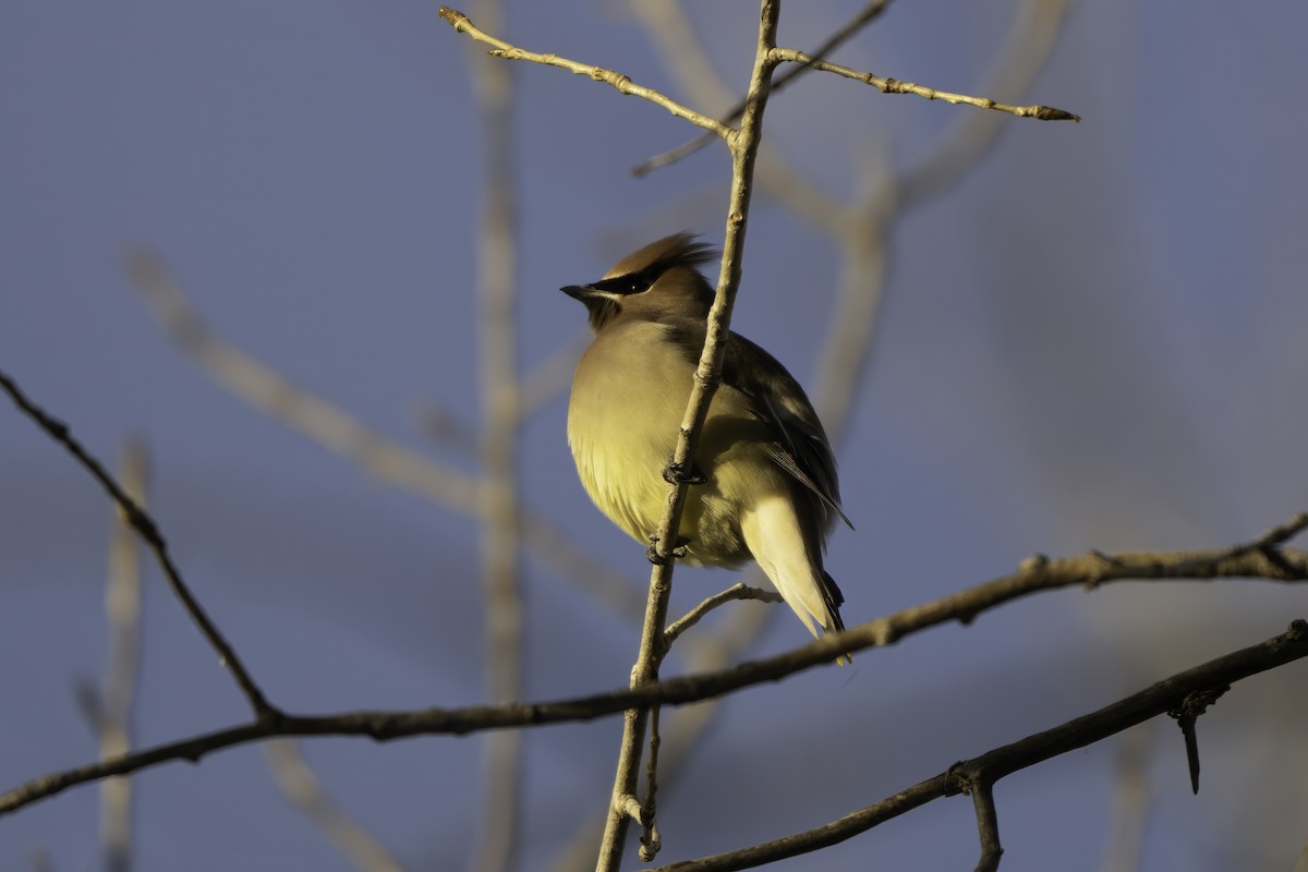 Cedar Waxwing - ML647697952