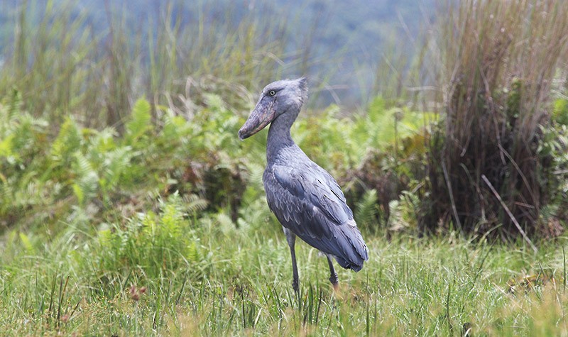 treskonebb - ML647697960