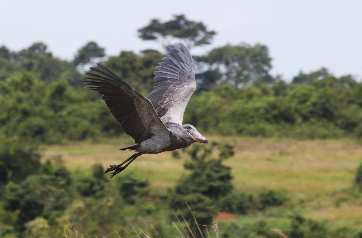 treskonebb - ML647697961