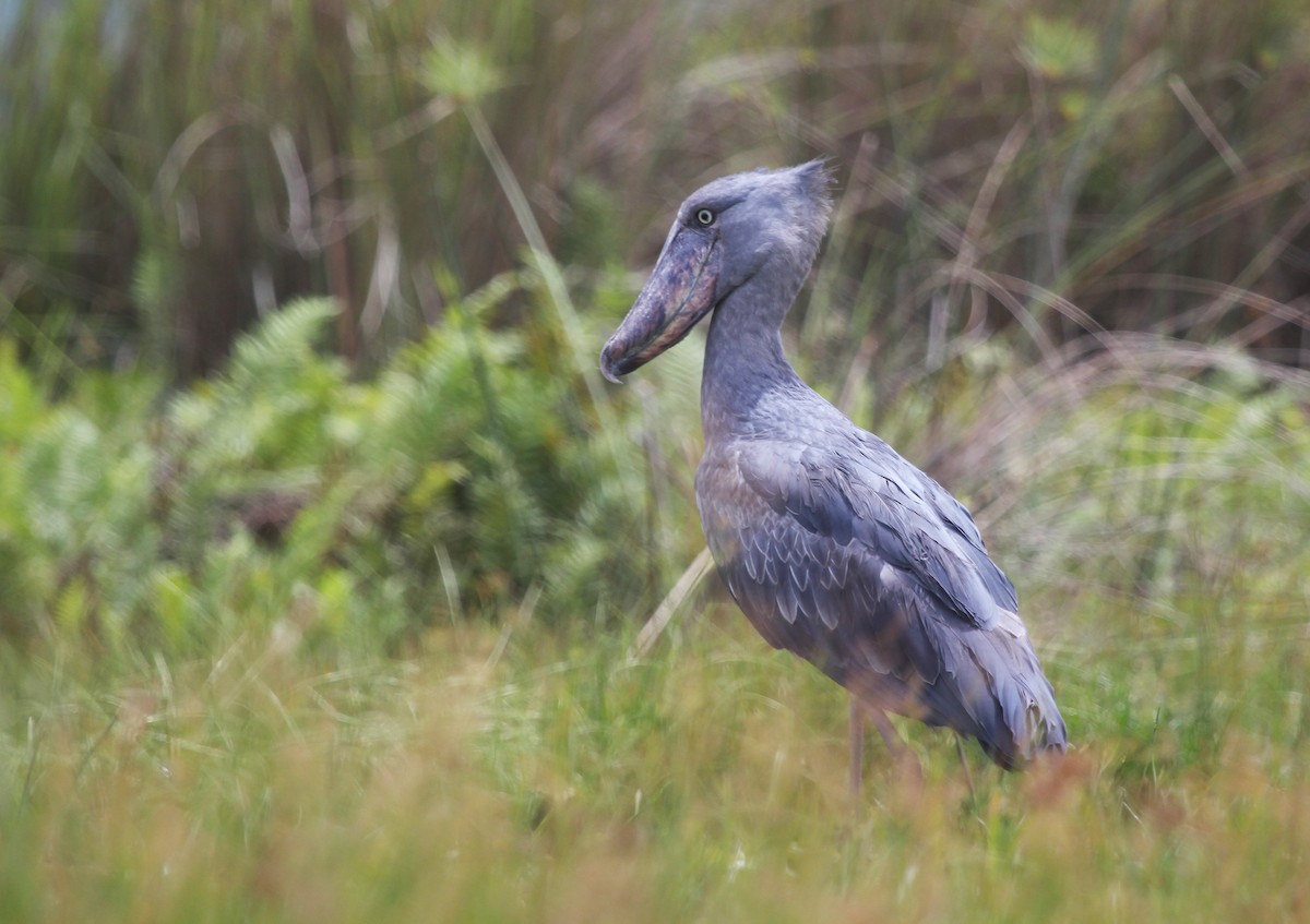 treskonebb - ML647697962