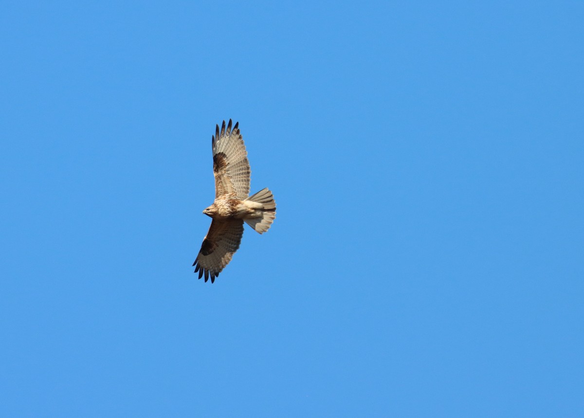 Канюк східний - ML647697985