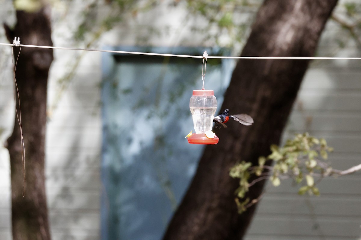 Painted Redstart - ML647698002
