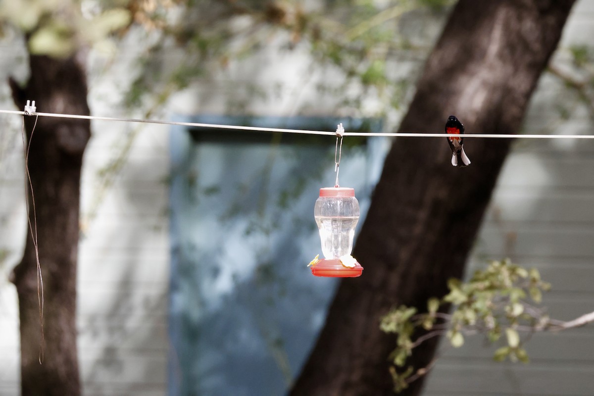 Painted Redstart - ML647698003
